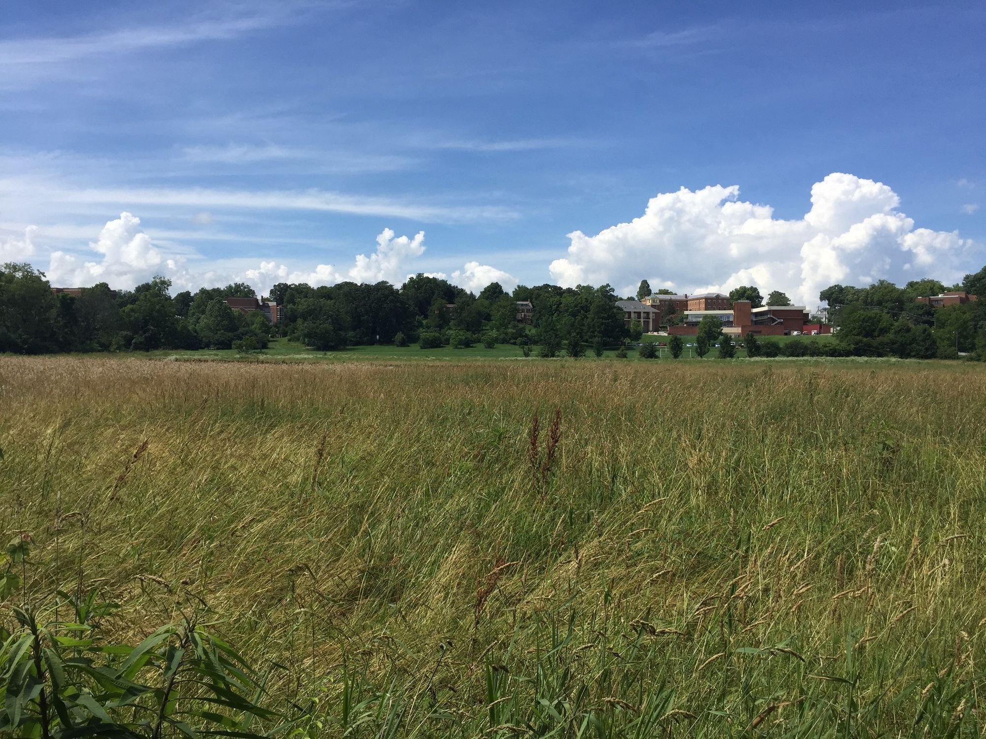 Campo verde com vegetação densa